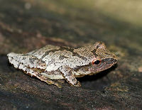 Northern Spring Peeper - Pseudacris crucifer crucifer This frog had tan skin with darker markings, including a distinctive X-shaped mark on its back. They can darken or lighten their skin color to better camouflage themselves in only a few minutes. It was about 2 cm long.<br />
<br />
Spotted on rotting wood in a mixed forest.<br />
<br />
https://www.jungledragon.com/image/62245/northern_spring_peeper_-_pseudacris_crucifer_crucifer.html Geotagged,Northern Spring Peeper,Pseudacris crucifer,Pseudacris crucifer crucifer,Spring peeper,Summer,United States,frog