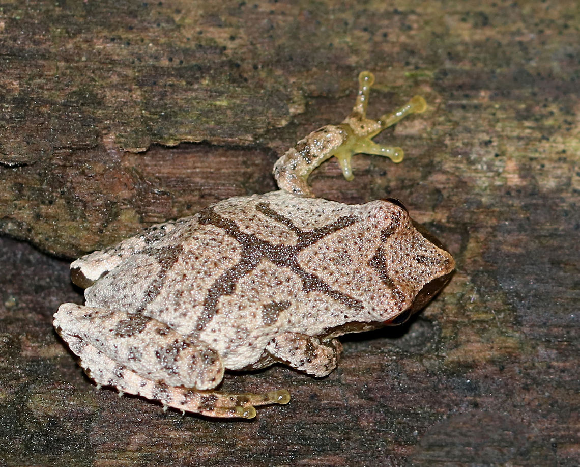 Northern Spring Peeper - Pseudacris crucifer crucifer This frog had tan skin with darker markings, including a distinctive X-shaped mark on its back. They can darken or lighten their skin color to better camouflage themselves in only a few minutes. It was about 2 cm long.<br />
<br />
 Spotted on rotting wood in a mixed forest. <br />
<br />
<figure class="photo"><a href="https://www.jungledragon.com/image/62244/northern_spring_peeper_-_pseudacris_crucifer_crucifer.html" title="Northern Spring Peeper - Pseudacris crucifer crucifer"><img src="https://s3.amazonaws.com/media.jungledragon.com/images/3232/62244_thumb.jpg?AWSAccessKeyId=05GMT0V3GWVNE7GGM1R2&Expires=1759968010&Signature=xyHsidl2iNPvNm5wuSFWwLcayhU%3D" width="200" height="156" alt="Northern Spring Peeper - Pseudacris crucifer crucifer This frog had tan skin with darker markings, including a distinctive X-shaped mark on its back. They can darken or lighten their skin color to better camouflage themselves in only a few minutes. It was about 2 cm long.<br />
<br />
Spotted on rotting wood in a mixed forest.<br />
<br />
https://www.jungledragon.com/image/62245/northern_spring_peeper_-_pseudacris_crucifer_crucifer.html Geotagged,Northern Spring Peeper,Pseudacris crucifer,Pseudacris crucifer crucifer,Spring peeper,Summer,United States,frog" /></a></figure> Geotagged,Pseudacris crucifer,Pseudacris crucifer crucifer,Spring peeper,Summer,United States,frog,northern spring peeper