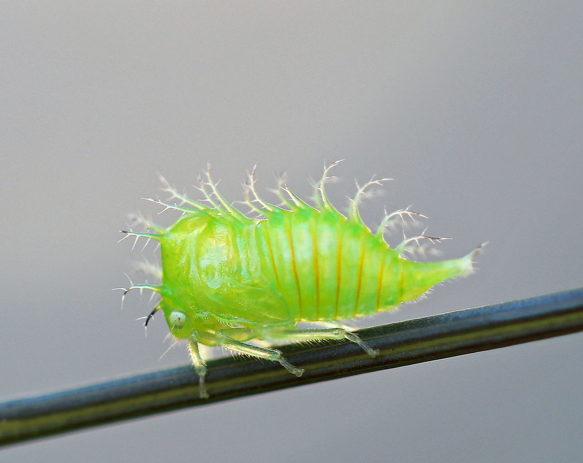 Treehopper Nymph - Stictocephala taurina Nymphs have long, spiny plumes on their dorsal surface. This one was very busy and wouldn&#039;t sit still :)<br />
<br />
Spotted in a rural butterfly garden.<br />
<br />
 Geotagged,Stictocephala,Stictocephala taurina,Summer,United States,nymph,treehopper nymph