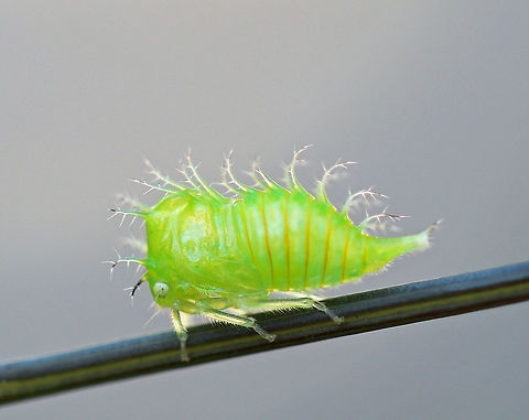 Treehopper Nymph - Stictocephala taurina Nymphs have long, spiny plumes on their dorsal surface. This one was very busy and wouldn't sit still :)

Spotted in a rural butterfly garden.

 Geotagged,Stictocephala,Stictocephala taurina,Summer,United States,nymph,treehopper nymph