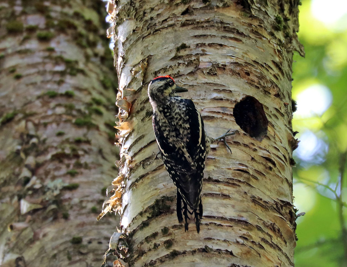 Yellow-bellied Sapsucker - Sphyrapicus varius When I was hiking this morning, I could hear baby sapsuckers, and followed the sound until I found their nest.  The parent (mother?) was coming in and out feeding the babies.<br />
<br />
Spotted in a yellow birch (Betula sp.) in a mixed forest.<br />
<br />
<section class="video"><iframe width="448" height="252" src="https://player.vimeo.com/video/277808755?title=0&byline=0&portrait=0" frameborder="0"></iframe></section> Geotagged,Sphyrapicus,Sphyrapicus varius,Summer,United States,Yellow-bellied Sapsucker,Yellow-bellied sapsucker,sapsucker,tree cavity,woodpecker