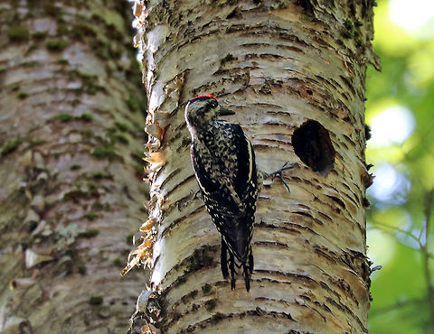 Yellow-bellied Sapsucker - Sphyrapicus varius When I was hiking this morning, I could hear baby sapsuckers, and followed the sound until I found their nest.  The parent (mother?) was coming in and out feeding the babies.

Spotted in a yellow birch (Betula sp.) in a mixed forest.

https://vimeo.com/277808755 Geotagged,Sphyrapicus,Sphyrapicus varius,Summer,United States,Yellow-bellied Sapsucker,Yellow-bellied sapsucker,sapsucker,tree cavity,woodpecker