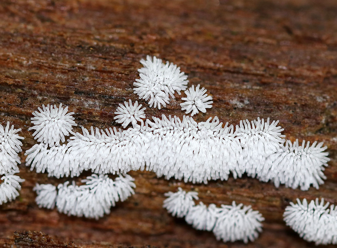 Coral Slime Mold - Ceratiomyxa fruticulosa Tiny, branched coral-like structures that have a slightly fuzzy appearance. Individual fruiting bodies are 0.5-1 mm wide.  I spotted them growing in large clusters on rotting wood throughout a mixed forest. Ceratiomyxa,Ceratiomyxa fruticulosa,Geotagged,Summer,United States,coral slime mold,slime mold