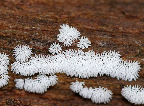 Coral Slime Mold - Ceratiomyxa fruticulosa Tiny, branched coral-like structures that have a slightly fuzzy appearance. Individual fruiting bodies are 0.5-1 mm wide.  I spotted them growing in large clusters on rotting wood throughout a mixed forest. Ceratiomyxa,Ceratiomyxa fruticulosa,Geotagged,Summer,United States,coral slime mold,slime mold
