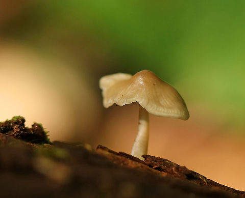 Little Brown Mushroom - Mycena sp. Small, tan mushroom with a knobbed cap and a wavy, striate margin.  Gills were white with short and cross gills frequent.

Growing on rotting wood in a mixed forest. Geotagged,Summer,United States,mushroom,mycena