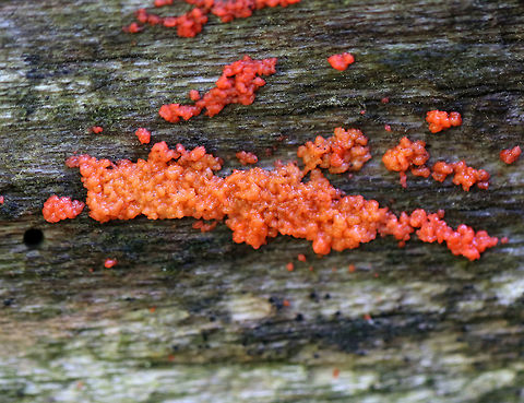 Red Jelly-Spot Fungus - Hormomyces aurantiacus Not as red as I usually find it, but this fungus was pinkish-red, slimy, and bumpy.  It looked like regurgitated oatmeal.  

Spotted growing on rotting wood in a mixed forest. Geotagged,Hormomyces,Hormomyces aurantiacus,Red Jelly-Spot Fungus,Summer,United States,fungi,fungus