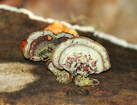 Stereum lobatum Fan-shaped fruiting bodies. They ranged in size from 2-4 cm wide. 

Spotted on rotting wood in a mixed forest. Geotagged,Stereum lobatum,Summer,United States,fungus,mushroom,stereum