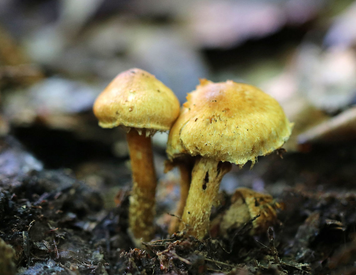 Mushrooms - Inocybe sp. Caps were shaggy and yellowish-brown. Stipes were also shaggy and mostly brown. I didn't get a shot of the gills!!! Ugh!<br />
<br />
Growing on rotting wood in a mixed forest.<br />
 Geotagged,Summer,United States,fungi,fungus,inocybe,mushrooms