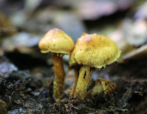 Mushrooms - Inocybe sp. Caps were shaggy and yellowish-brown. Stipes were also shaggy and mostly brown. I didn't get a shot of the gills!!! Ugh!

Growing on rotting wood in a mixed forest.
 Geotagged,Summer,United States,fungi,fungus,inocybe,mushrooms