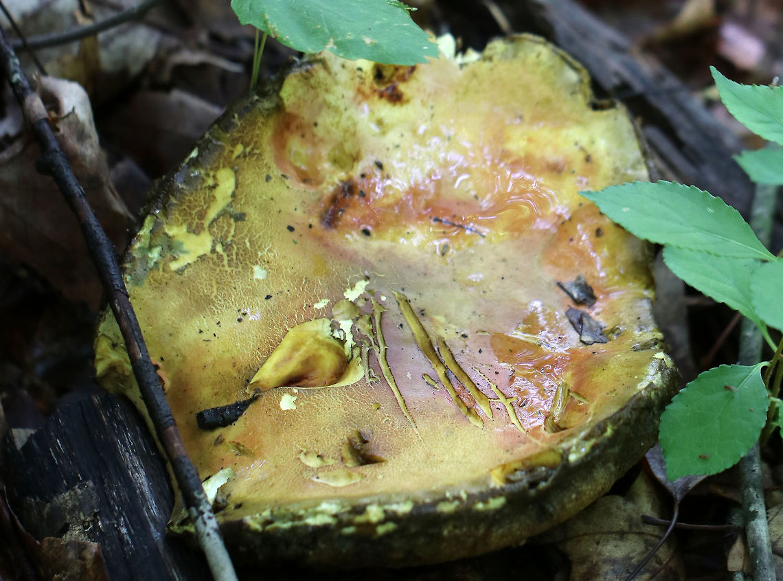 Mushroom - Family Boletaceae Large, gross, rotting, soggy, fly-infested mushroom. The cap, stem, and gills were all snarky yellowish-olive in color. The pores were very spongy. The cap was about 13 cm wide. It was growing at the base of a tree in a mixed, but mostly deciduous forest.<br />
<br />
Usually I would skip taking a photo of a mushroom like this because it's decayed and hard to ID. BUT, this one had an awesome, natural bluing reaction when I cut into the flesh. Check out the video...<br />
<br />
<section class="video"><iframe width="448" height="252" src="https://player.vimeo.com/video/277887704?title=0&byline=0&portrait=0" frameborder="0"></iframe></section> Boletaceae,Geotagged,Summer,United States,bolete,fungus,mushroom