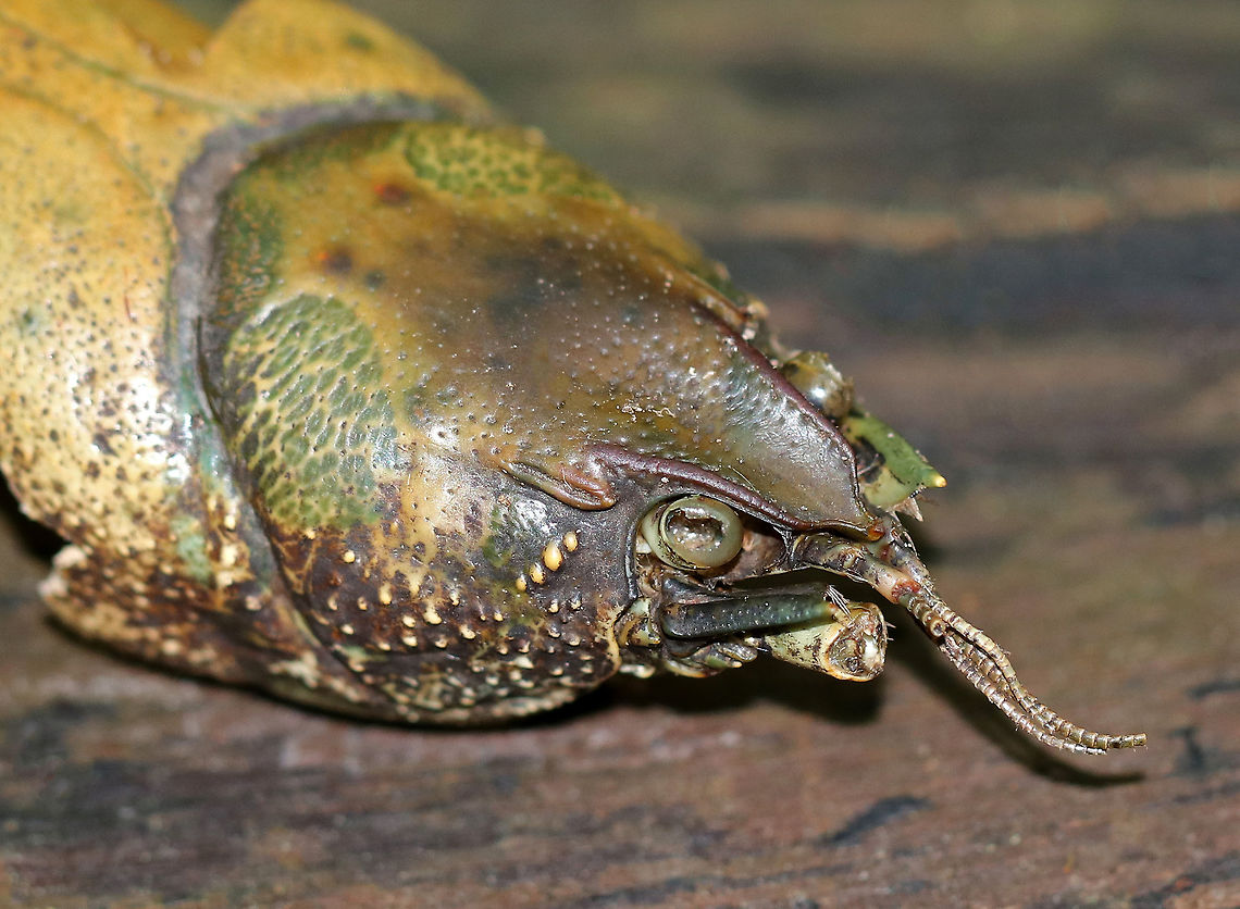 Crayfish - Order Decapoda I found this freshwater crayfish carapace on the forest floor. It wasn't in great shape and was missing some of the distinguishing characteristics that I would normally use for identification. I think it's in the family Cambaridae. It could be Orconectes propinquus, Orconectes rusticus, or Cambarus robustus...But, I'm not sure.<br />
<br />
The carapace was about 5 cm long.<br />
<br />
Spotted on the ground in a mostly coniferous forest - near the edge of a river. Cambarus,Cambarus robustus,Geotagged,Orconectes,Orconectes propinquus,Orconectes rusticus,Summer,United States,cambaridae,crayfish,decapoda,freshwater crayfish