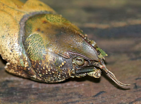 Crayfish - Order Decapoda I found this freshwater crayfish carapace on the forest floor.  It wasn't in great shape and was missing some of the distinguishing characteristics that I would normally use for identification.  I think it's in the family Cambaridae.  It could be Orconectes propinquus, Orconectes rusticus, or Cambarus robustus...But, I'm not sure.

The carapace was about 5 cm long.

Spotted on the ground in a mostly coniferous forest - near the edge of a river. Cambarus,Cambarus robustus,Geotagged,Orconectes,Orconectes propinquus,Orconectes rusticus,Summer,United States,cambaridae,crayfish,decapoda,freshwater crayfish
