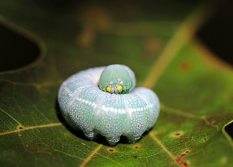 White-dotted Prominent - Nadata gibbosa Pale green caterpillar with a faint, sub-dorsal stripe. It has a large head capsule with mandibles that are yellow with black tips.

Spotted on oak in a mixed forest.  Geotagged,Green Oak Caterpillar,Nadata,Nadata gibbosa,Rough prominent,Summer,United States,White-dotted Prominent,caterpillar,green oak caterpillar,larva,moth larva,moth week 2018,rough prominent