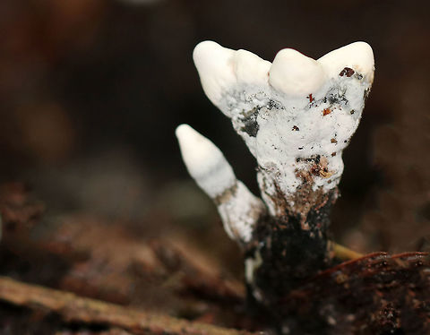 Dead Man's Fingers - Xylaria polymorpha Young Dead Man's Fingers with white tips (coating of asexual spores).  As they mature, they will darken and turn black. They were 2-4 cm tall. 

Growing in clusters on buried, rotten wood in a mixed forest.

https://www.jungledragon.com/image/62373/dead_mans_fingers_-_xylaria_polymorpha.html
https://www.jungledragon.com/image/62374/dead_mans_fingers_-_xylaria_polymorpha.html Dead Man's Fingers,Geotagged,Summer,United States,Xylaria,Xylaria polymorpha,fungi,fungus,mushroom,mushrooms