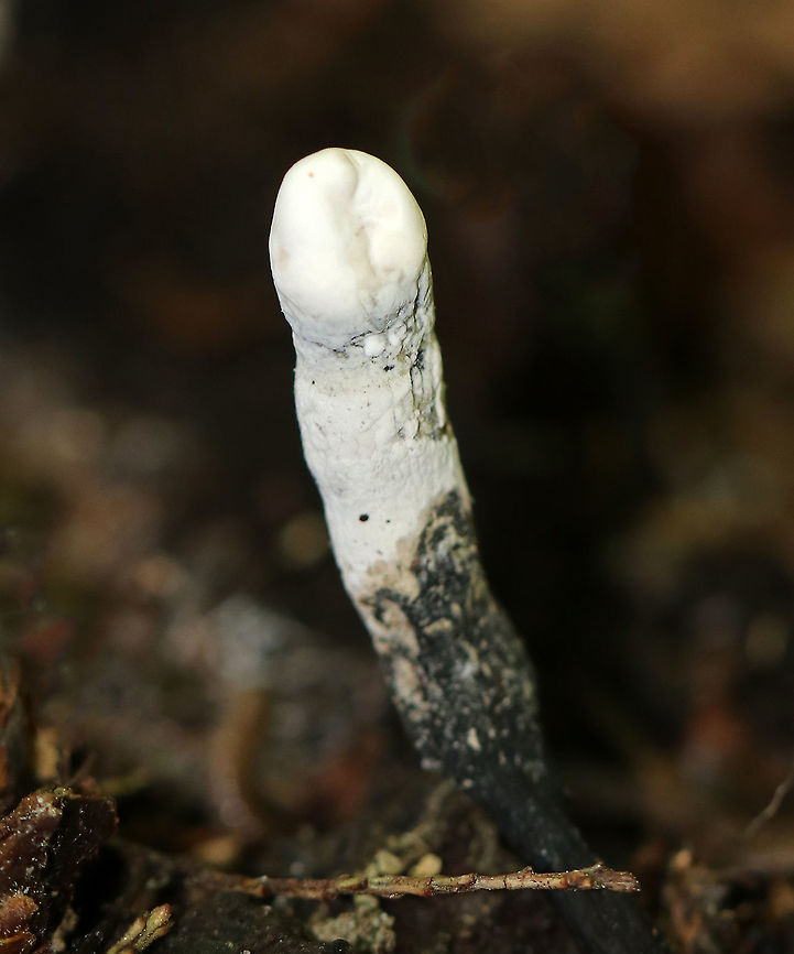 Dead Man's Fingers - Xylaria polymorpha Young Dead Man's Fingers with white tips (coating of asexual spores). As they mature, they will darken and turn black. They were 2-4 cm tall. <br />
<br />
 Growing in clusters on buried, rotten wood in a mixed forest. <br />
<figure class="photo"><a href="https://www.jungledragon.com/image/62374/dead_mans_fingers_-_xylaria_polymorpha.html" title="Dead Man's Fingers - Xylaria polymorpha"><img src="https://s3.amazonaws.com/media.jungledragon.com/images/3232/62374_thumb.jpg?AWSAccessKeyId=05GMT0V3GWVNE7GGM1R2&Expires=1769040010&Signature=FFPMqRV8JO0JXD7SxTC%2BWPX%2FKPQ%3D" width="118" height="152" alt="Dead Man's Fingers - Xylaria polymorpha Young Dead Man's Fingers with white tips (coating of asexual spores). As they mature, they will darken and turn black. They were 2-4 cm tall. <br />
<br />
 Growing in clusters on buried, rotten wood in a mixed forest. <br />
<br />
https://www.jungledragon.com/image/62372/dead_mans_fingers_-_xylaria_polymorpha.html<br />
https://www.jungledragon.com/image/62373/dead_mans_fingers_-_xylaria_polymorpha.html Geotagged,Summer,United States,Xylaria polymorpha,dead man's fingers,fungi,fungus,mushroom,mushrooms" /></a></figure><br />
<figure class="photo"><a href="https://www.jungledragon.com/image/62372/dead_mans_fingers_-_xylaria_polymorpha.html" title="Dead Man's Fingers - Xylaria polymorpha"><img src="https://s3.amazonaws.com/media.jungledragon.com/images/3232/62372_thumb.jpg?AWSAccessKeyId=05GMT0V3GWVNE7GGM1R2&Expires=1769040010&Signature=Hk%2BAJxRDEmJfmU%2BnZ7YfCIS9Pew%3D" width="200" height="156" alt="Dead Man's Fingers - Xylaria polymorpha Young Dead Man's Fingers with white tips (coating of asexual spores).  As they mature, they will darken and turn black. They were 2-4 cm tall. <br />
<br />
Growing in clusters on buried, rotten wood in a mixed forest.<br />
<br />
https://www.jungledragon.com/image/62373/dead_mans_fingers_-_xylaria_polymorpha.html<br />
https://www.jungledragon.com/image/62374/dead_mans_fingers_-_xylaria_polymorpha.html Dead Man's Fingers,Geotagged,Summer,United States,Xylaria,Xylaria polymorpha,fungi,fungus,mushroom,mushrooms" /></a></figure> Dead Man's Fingers,Geotagged,Summer,United States,Xylaria polymorpha,fungus,mushroom,xylaria