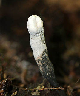 Dead Man's Fingers - Xylaria polymorpha Young Dead Man's Fingers with white tips (coating of asexual spores). As they mature, they will darken and turn black. They were 2-4 cm tall. 

 Growing in clusters on buried, rotten wood in a mixed forest. 
https://www.jungledragon.com/image/62374/dead_mans_fingers_-_xylaria_polymorpha.html
https://www.jungledragon.com/image/62372/dead_mans_fingers_-_xylaria_polymorpha.html Dead Man's Fingers,Geotagged,Summer,United States,Xylaria polymorpha,fungus,mushroom,xylaria
