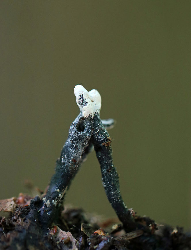 Dead Man's Fingers - Xylaria polymorpha Young Dead Man's Fingers with white tips (coating of asexual spores). As they mature, they will darken and turn black. They were 2-4 cm tall. <br />
<br />
 Growing in clusters on buried, rotten wood in a mixed forest. <br />
<br />
<figure class="photo"><a href="https://www.jungledragon.com/image/62372/dead_mans_fingers_-_xylaria_polymorpha.html" title="Dead Man's Fingers - Xylaria polymorpha"><img src="https://s3.amazonaws.com/media.jungledragon.com/images/3232/62372_thumb.jpg?AWSAccessKeyId=05GMT0V3GWVNE7GGM1R2&Expires=1769040010&Signature=Hk%2BAJxRDEmJfmU%2BnZ7YfCIS9Pew%3D" width="200" height="156" alt="Dead Man's Fingers - Xylaria polymorpha Young Dead Man's Fingers with white tips (coating of asexual spores).  As they mature, they will darken and turn black. They were 2-4 cm tall. <br />
<br />
Growing in clusters on buried, rotten wood in a mixed forest.<br />
<br />
https://www.jungledragon.com/image/62373/dead_mans_fingers_-_xylaria_polymorpha.html<br />
https://www.jungledragon.com/image/62374/dead_mans_fingers_-_xylaria_polymorpha.html Dead Man's Fingers,Geotagged,Summer,United States,Xylaria,Xylaria polymorpha,fungi,fungus,mushroom,mushrooms" /></a></figure><br />
<figure class="photo"><a href="https://www.jungledragon.com/image/62373/dead_mans_fingers_-_xylaria_polymorpha.html" title="Dead Man's Fingers - Xylaria polymorpha"><img src="https://s3.amazonaws.com/media.jungledragon.com/images/3232/62373_thumb.jpg?AWSAccessKeyId=05GMT0V3GWVNE7GGM1R2&Expires=1769040010&Signature=rNygwrUIDUkFolTTZDXpeLpqk64%3D" width="128" height="152" alt="Dead Man's Fingers - Xylaria polymorpha Young Dead Man's Fingers with white tips (coating of asexual spores). As they mature, they will darken and turn black. They were 2-4 cm tall. <br />
<br />
 Growing in clusters on buried, rotten wood in a mixed forest. <br />
https://www.jungledragon.com/image/62374/dead_mans_fingers_-_xylaria_polymorpha.html<br />
https://www.jungledragon.com/image/62372/dead_mans_fingers_-_xylaria_polymorpha.html Dead Man's Fingers,Geotagged,Summer,United States,Xylaria polymorpha,fungus,mushroom,xylaria" /></a></figure> Geotagged,Summer,United States,Xylaria polymorpha,dead man's fingers,fungi,fungus,mushroom,mushrooms