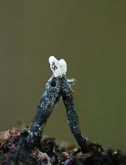 Dead Man's Fingers - Xylaria polymorpha Young Dead Man's Fingers with white tips (coating of asexual spores). As they mature, they will darken and turn black. They were 2-4 cm tall. 

 Growing in clusters on buried, rotten wood in a mixed forest. 

https://www.jungledragon.com/image/62372/dead_mans_fingers_-_xylaria_polymorpha.html
https://www.jungledragon.com/image/62373/dead_mans_fingers_-_xylaria_polymorpha.html Geotagged,Summer,United States,Xylaria polymorpha,dead man's fingers,fungi,fungus,mushroom,mushrooms