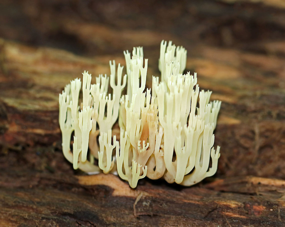 Crown Coral - Artomyces pyxidatus White branches with pink hues; the tips are crowned with a shallow depression and 3-6 points. The entire fruiting body was only about 5 cm wide and smelled faintly of dirty potatoes.<br />
<br />
Growing on rotting wood. Artomyces,Artomyces pyxidatus,Clavicorona pyxidata,Crown Coral,Geotagged,Summer,United States,coral fungus,crown coral,fungi,fungus