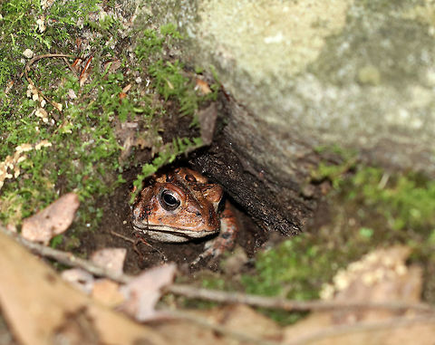 American Toad - Anaxyrus americanus I spotted this toad in the leaf litter of a deciduous forest. It was large (~8 cm long) and sluggish...typical American toad :)

I observed it for a few minutes until it casually walked over to its burrow, which was under a large rock. It turned around and backed up into the hole. It kept backing up until it disappeared. Too curious for my own good, I gently stuck my hand into the hole to see how far back it went. I was unable to feel the toad or the end of the burrow! It was deep. 

**Common sense note - It is a bad idea to stick your hand into dark holes, especially if you don't know what's in there.  American toad,Anaxyrus,Anaxyrus americanus,Geotagged,Spring,United States,toad