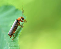 Soldier Beetle - Pacificanthia rotundicollis I came across this beetle on some vegetation beside a pond. It was giving itself a bath and didn't seem to mind that I was watching. I crossed the line though when I touched its leaf, which was when it rolled over and played dead.  <br />
<br />
I think my ID is correct, but any guidance is welcome!<br />
<br />
https://www.jungledragon.com/image/62413/soldier_beetle_-_pacificanthia_rotundicollis.html<br />
https://www.jungledragon.com/image/62412/soldier_beetle_-_pacificanthia_rotundicollis.html<br />
https://www.jungledragon.com/image/62410/soldier_beetle_-_pacificanthia_rotundicollis.html Geotagged,Pacificanthia rotundicollis,Summer,United States,beetle,rotundicollis,soldier beetle