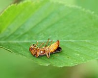 Soldier Beetle - Pacificanthia rotundicollis I came across this beetle on some vegetation beside a pond. It was giving itself a bath and didn't seem to mind that I was watching. I crossed the line though when I touched its leaf, which was when it rolled over and played dead. <br />
<br />
 I think my ID is correct, but any guidance is welcome! <br />
<br />
https://www.jungledragon.com/image/62408/soldier_beetle_-_pacificanthia_rotundicollis.html<br />
https://www.jungledragon.com/image/62413/soldier_beetle_-_pacificanthia_rotundicollis.html<br />
https://www.jungledragon.com/image/62412/soldier_beetle_-_pacificanthia_rotundicollis.html Geotagged,Pacificanthia,Pacificanthia rotundicollis,Soldier Beetle,Summer,United States,beetle,rotundicollis