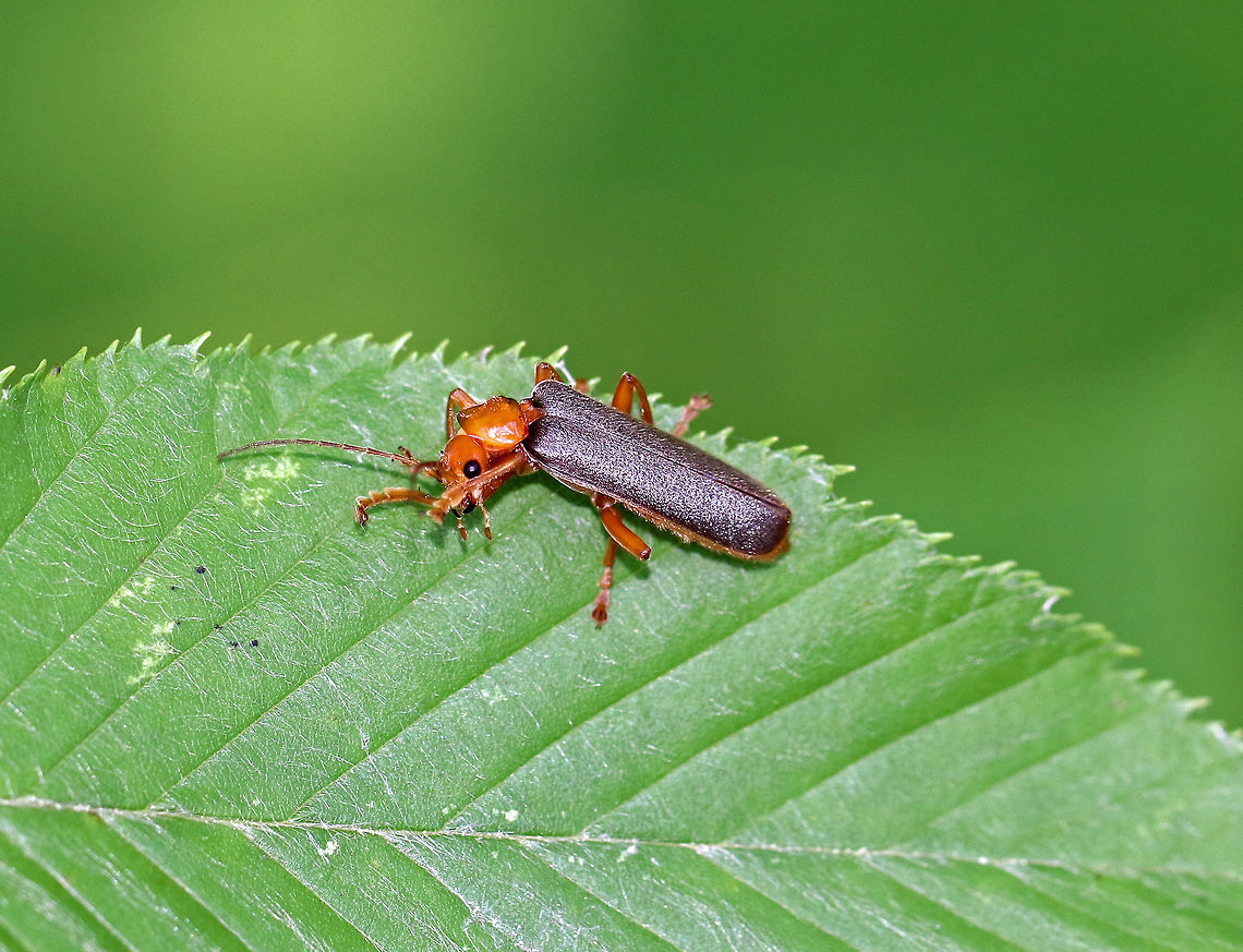 Soldier Beetle - Pacificanthia rotundicollis I came across this beetle on some vegetation beside a pond. It was giving itself a bath and didn&#039;t seem to mind that I was watching. I crossed the line though when I touched its leaf, which was when it rolled over and played dead. <br />
<br />
 I think my ID is correct, but any guidance is welcome! <br />
<br />
<figure class="photo"><a href="https://www.jungledragon.com/image/62408/soldier_beetle_-_pacificanthia_rotundicollis.html" title="Soldier Beetle - Pacificanthia rotundicollis"><img src="https://s3.amazonaws.com/media.jungledragon.com/images/3232/62408_thumb.jpg?AWSAccessKeyId=05GMT0V3GWVNE7GGM1R2&Expires=1763596810&Signature=JwzkDaiOlJrxBbCWu15dBDzmhvY%3D" width="200" height="160" alt="Soldier Beetle - Pacificanthia rotundicollis I came across this beetle on some vegetation beside a pond. It was giving itself a bath and didn&#039;t seem to mind that I was watching. I crossed the line though when I touched its leaf, which was when it rolled over and played dead.  <br />
<br />
I think my ID is correct, but any guidance is welcome!<br />
<br />
https://www.jungledragon.com/image/62413/soldier_beetle_-_pacificanthia_rotundicollis.html<br />
https://www.jungledragon.com/image/62412/soldier_beetle_-_pacificanthia_rotundicollis.html<br />
https://www.jungledragon.com/image/62410/soldier_beetle_-_pacificanthia_rotundicollis.html Geotagged,Pacificanthia rotundicollis,Summer,United States,beetle,rotundicollis,soldier beetle" /></a></figure><br />
<figure class="photo"><a href="https://www.jungledragon.com/image/62410/soldier_beetle_-_pacificanthia_rotundicollis.html" title="Soldier Beetle - Pacificanthia rotundicollis"><img src="https://s3.amazonaws.com/media.jungledragon.com/images/3232/62410_thumb.jpg?AWSAccessKeyId=05GMT0V3GWVNE7GGM1R2&Expires=1763596810&Signature=%2B7um1v85gfQXko1vYZg%2B9hF2RUQ%3D" width="200" height="160" alt="Soldier Beetle - Pacificanthia rotundicollis I came across this beetle on some vegetation beside a pond. It was giving itself a bath and didn&#039;t seem to mind that I was watching. I crossed the line though when I touched its leaf, which was when it rolled over and played dead. <br />
<br />
 I think my ID is correct, but any guidance is welcome! <br />
<br />
https://www.jungledragon.com/image/62408/soldier_beetle_-_pacificanthia_rotundicollis.html<br />
https://www.jungledragon.com/image/62413/soldier_beetle_-_pacificanthia_rotundicollis.html<br />
https://www.jungledragon.com/image/62412/soldier_beetle_-_pacificanthia_rotundicollis.html Geotagged,Pacificanthia,Pacificanthia rotundicollis,Soldier Beetle,Summer,United States,beetle,rotundicollis" /></a></figure><br />
<figure class="photo"><a href="https://www.jungledragon.com/image/62413/soldier_beetle_-_pacificanthia_rotundicollis.html" title="Soldier Beetle - Pacificanthia rotundicollis"><img src="https://s3.amazonaws.com/media.jungledragon.com/images/3232/62413_thumb.jpg?AWSAccessKeyId=05GMT0V3GWVNE7GGM1R2&Expires=1763596810&Signature=mjHlqhqvGhWJ7orQOXkD7yoGmCg%3D" width="200" height="166" alt="Soldier Beetle - Pacificanthia rotundicollis I came across this beetle on some vegetation beside a pond. It was giving itself a bath and didn&#039;t seem to mind that I was watching. I crossed the line though when I touched its leaf, which was when it rolled over and played dead. <br />
<br />
 I think my ID is correct, but any guidance is welcome! <br />
<br />
https://www.jungledragon.com/image/62408/soldier_beetle_-_pacificanthia_rotundicollis.html<br />
https://www.jungledragon.com/image/62410/soldier_beetle_-_pacificanthia_rotundicollis.html<br />
https://www.jungledragon.com/image/62412/soldier_beetle_-_pacificanthia_rotundicollis.html Geotagged,Pacificanthia,Pacificanthia rotundicollis,Soldier Beetle,Summer,United States,beetle,rotundicollis" /></a></figure> Geotagged,Pacificanthia,Pacificanthia rotundicollis,Soldier Beetle,Summer,United States,beetle,rotundicollis