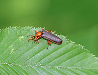 Soldier Beetle - Pacificanthia rotundicollis I came across this beetle on some vegetation beside a pond. It was giving itself a bath and didn't seem to mind that I was watching. I crossed the line though when I touched its leaf, which was when it rolled over and played dead. <br />
<br />
 I think my ID is correct, but any guidance is welcome! <br />
<br />
https://www.jungledragon.com/image/62408/soldier_beetle_-_pacificanthia_rotundicollis.html<br />
https://www.jungledragon.com/image/62410/soldier_beetle_-_pacificanthia_rotundicollis.html<br />
https://www.jungledragon.com/image/62413/soldier_beetle_-_pacificanthia_rotundicollis.html Geotagged,Pacificanthia,Pacificanthia rotundicollis,Soldier Beetle,Summer,United States,beetle,rotundicollis