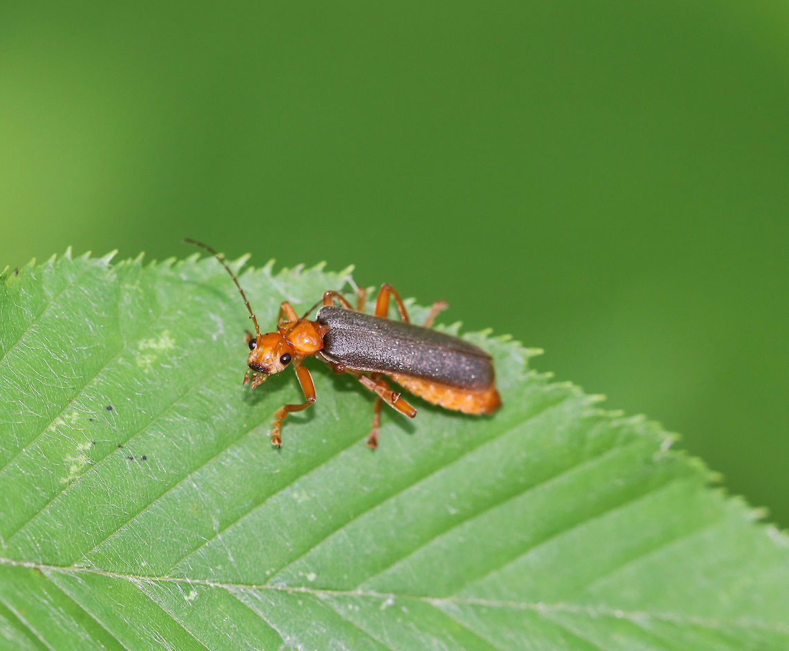Soldier Beetle - Pacificanthia rotundicollis I came across this beetle on some vegetation beside a pond. It was giving itself a bath and didn&#039;t seem to mind that I was watching. I crossed the line though when I touched its leaf, which was when it rolled over and played dead. <br />
<br />
 I think my ID is correct, but any guidance is welcome! <br />
<br />
<figure class="photo"><a href="https://www.jungledragon.com/image/62408/soldier_beetle_-_pacificanthia_rotundicollis.html" title="Soldier Beetle - Pacificanthia rotundicollis"><img src="https://s3.amazonaws.com/media.jungledragon.com/images/3232/62408_thumb.jpg?AWSAccessKeyId=05GMT0V3GWVNE7GGM1R2&Expires=1767225610&Signature=GktWIw7gaqlG0wtd0z6w%2B7g7NWI%3D" width="200" height="160" alt="Soldier Beetle - Pacificanthia rotundicollis I came across this beetle on some vegetation beside a pond. It was giving itself a bath and didn&#039;t seem to mind that I was watching. I crossed the line though when I touched its leaf, which was when it rolled over and played dead.  <br />
<br />
I think my ID is correct, but any guidance is welcome!<br />
<br />
https://www.jungledragon.com/image/62413/soldier_beetle_-_pacificanthia_rotundicollis.html<br />
https://www.jungledragon.com/image/62412/soldier_beetle_-_pacificanthia_rotundicollis.html<br />
https://www.jungledragon.com/image/62410/soldier_beetle_-_pacificanthia_rotundicollis.html Geotagged,Pacificanthia rotundicollis,Summer,United States,beetle,rotundicollis,soldier beetle" /></a></figure><br />
<figure class="photo"><a href="https://www.jungledragon.com/image/62410/soldier_beetle_-_pacificanthia_rotundicollis.html" title="Soldier Beetle - Pacificanthia rotundicollis"><img src="https://s3.amazonaws.com/media.jungledragon.com/images/3232/62410_thumb.jpg?AWSAccessKeyId=05GMT0V3GWVNE7GGM1R2&Expires=1767225610&Signature=3rXDkGR8ORzFWFpjJM4TcklZzTs%3D" width="200" height="160" alt="Soldier Beetle - Pacificanthia rotundicollis I came across this beetle on some vegetation beside a pond. It was giving itself a bath and didn&#039;t seem to mind that I was watching. I crossed the line though when I touched its leaf, which was when it rolled over and played dead. <br />
<br />
 I think my ID is correct, but any guidance is welcome! <br />
<br />
https://www.jungledragon.com/image/62408/soldier_beetle_-_pacificanthia_rotundicollis.html<br />
https://www.jungledragon.com/image/62413/soldier_beetle_-_pacificanthia_rotundicollis.html<br />
https://www.jungledragon.com/image/62412/soldier_beetle_-_pacificanthia_rotundicollis.html Geotagged,Pacificanthia,Pacificanthia rotundicollis,Soldier Beetle,Summer,United States,beetle,rotundicollis" /></a></figure><br />
<figure class="photo"><a href="https://www.jungledragon.com/image/62412/soldier_beetle_-_pacificanthia_rotundicollis.html" title="Soldier Beetle - Pacificanthia rotundicollis"><img src="https://s3.amazonaws.com/media.jungledragon.com/images/3232/62412_thumb.jpg?AWSAccessKeyId=05GMT0V3GWVNE7GGM1R2&Expires=1767225610&Signature=XfC4BiZdbCDyCooeAQQpABekOm4%3D" width="200" height="154" alt="Soldier Beetle - Pacificanthia rotundicollis I came across this beetle on some vegetation beside a pond. It was giving itself a bath and didn&#039;t seem to mind that I was watching. I crossed the line though when I touched its leaf, which was when it rolled over and played dead. <br />
<br />
 I think my ID is correct, but any guidance is welcome! <br />
<br />
https://www.jungledragon.com/image/62408/soldier_beetle_-_pacificanthia_rotundicollis.html<br />
https://www.jungledragon.com/image/62410/soldier_beetle_-_pacificanthia_rotundicollis.html<br />
https://www.jungledragon.com/image/62413/soldier_beetle_-_pacificanthia_rotundicollis.html Geotagged,Pacificanthia,Pacificanthia rotundicollis,Soldier Beetle,Summer,United States,beetle,rotundicollis" /></a></figure> Geotagged,Pacificanthia,Pacificanthia rotundicollis,Soldier Beetle,Summer,United States,beetle,rotundicollis