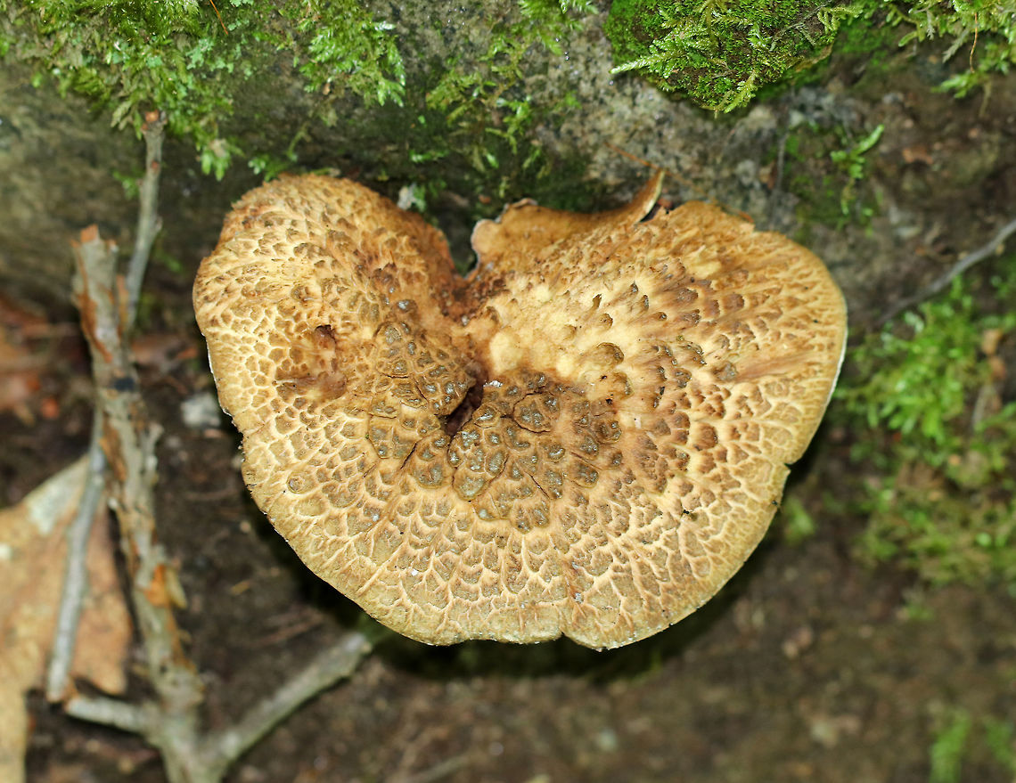 Bitter Tooth Fungus - Sarcodon scabrosus The cap was about 8 cm wide, had a slight central depression, appressed scales that were orange-brown, and a slightly inrolled margin.  The undersurface was covered in spines.<br />
<br />
Growing out of rotting wood in a mixed forest.<br />
<br />
<figure class="photo"><a href="https://www.jungledragon.com/image/62416/bitter_tooth_fungus_-_sarcodon_scabrosus.html" title="Bitter Tooth Fungus - Sarcodon scabrosus"><img src="https://s3.amazonaws.com/media.jungledragon.com/images/3232/62416_thumb.jpg?AWSAccessKeyId=05GMT0V3GWVNE7GGM1R2&Expires=1759968010&Signature=OUleaKdgbgGx46kJAyTSfgKTrVs%3D" width="200" height="146" alt="Bitter Tooth Fungus - Sarcodon scabrosus The cap was about 8 cm wide, had a slight central depression, appressed scales that were orange-brown, and a slightly inrolled margin. The undersurface was covered in spines.  <br />
<br />
Someone must have found this mushroom before I did because the word &quot;hi&quot; was written in the spines!<br />
<br />
 Growing out of rotting wood in a mixed forest.<br />
<br />
https://www.jungledragon.com/image/62415/bitter_tooth_fungus_-_sarcodon_scabrosus.html<br />
 Bitter Tooth Fungus,Geotagged,Sarcodon scabrosus,Summer,United States,fungus,mushroon,sarcodon" /></a></figure><br />
 Bitter Tooth Fungus,Geotagged,Sarcodon scabrosus,Summer,United States,bitter tooth fungus,fungus,mushroom,sarcodon