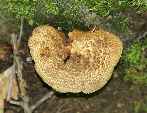 Bitter Tooth Fungus - Sarcodon scabrosus The cap was about 8 cm wide, had a slight central depression, appressed scales that were orange-brown, and a slightly inrolled margin.  The undersurface was covered in spines.

Growing out of rotting wood in a mixed forest.

https://www.jungledragon.com/image/62416/bitter_tooth_fungus_-_sarcodon_scabrosus.html
 Bitter Tooth Fungus,Geotagged,Sarcodon scabrosus,Summer,United States,bitter tooth fungus,fungus,mushroom,sarcodon