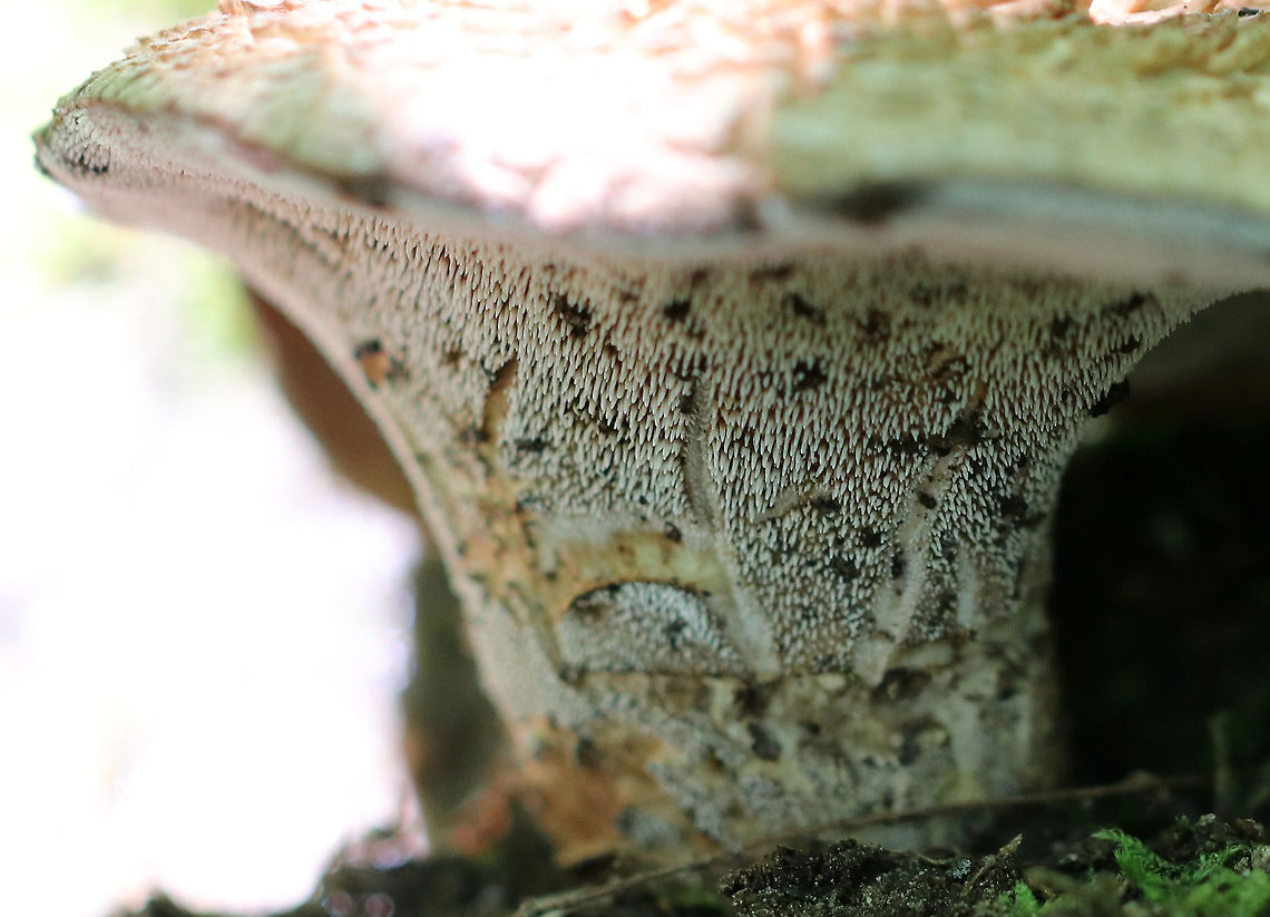Bitter Tooth Fungus - Sarcodon scabrosus The cap was about 8 cm wide, had a slight central depression, appressed scales that were orange-brown, and a slightly inrolled margin. The undersurface was covered in spines.  <br />
<br />
Someone must have found this mushroom before I did because the word &quot;hi&quot; was written in the spines!<br />
<br />
 Growing out of rotting wood in a mixed forest.<br />
<br />
<figure class="photo"><a href="https://www.jungledragon.com/image/62415/bitter_tooth_fungus_-_sarcodon_scabrosus.html" title="Bitter Tooth Fungus - Sarcodon scabrosus"><img src="https://s3.amazonaws.com/media.jungledragon.com/images/3232/62415_thumb.jpg?AWSAccessKeyId=05GMT0V3GWVNE7GGM1R2&Expires=1767225610&Signature=p2CoPuxuawtqy47mIXfpbKd1Zfs%3D" width="200" height="156" alt="Bitter Tooth Fungus - Sarcodon scabrosus The cap was about 8 cm wide, had a slight central depression, appressed scales that were orange-brown, and a slightly inrolled margin.  The undersurface was covered in spines.<br />
<br />
Growing out of rotting wood in a mixed forest.<br />
<br />
https://www.jungledragon.com/image/62416/bitter_tooth_fungus_-_sarcodon_scabrosus.html<br />
 Bitter Tooth Fungus,Geotagged,Sarcodon scabrosus,Summer,United States,bitter tooth fungus,fungus,mushroom,sarcodon" /></a></figure><br />
 Bitter Tooth Fungus,Geotagged,Sarcodon scabrosus,Summer,United States,fungus,mushroon,sarcodon