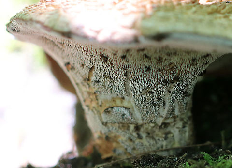 Bitter Tooth Fungus - Sarcodon scabrosus The cap was about 8 cm wide, had a slight central depression, appressed scales that were orange-brown, and a slightly inrolled margin. The undersurface was covered in spines.  

Someone must have found this mushroom before I did because the word "hi" was written in the spines!

 Growing out of rotting wood in a mixed forest.

https://www.jungledragon.com/image/62415/bitter_tooth_fungus_-_sarcodon_scabrosus.html
 Bitter Tooth Fungus,Geotagged,Sarcodon scabrosus,Summer,United States,fungus,mushroon,sarcodon