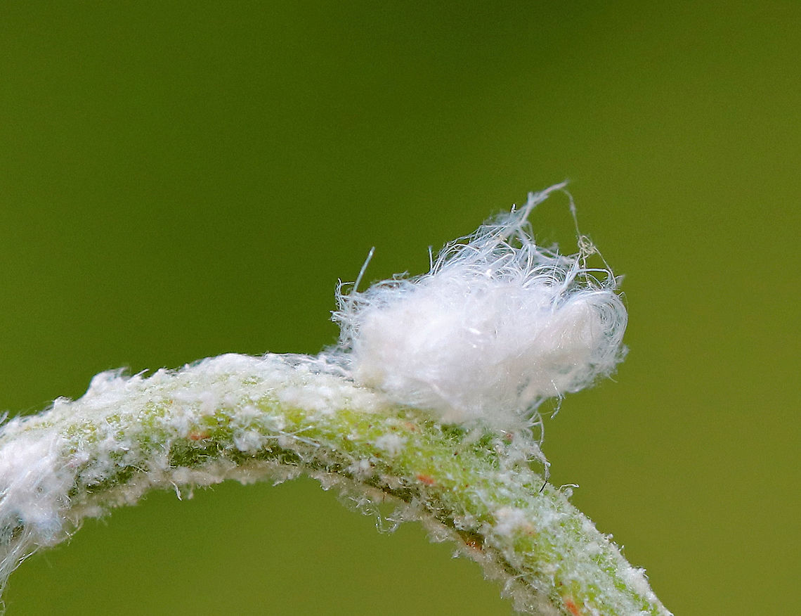 Woolly Aphid - Subfamily Eriosomatinae These tiny aphids look like white fuzz balls! They were approximately 3-5mm in length and were completely covered in waxy, white filaments. The waxy filaments give this intriguing pest a fluffy appearance, as though they were covered in wool, hence their common name. The waxy filaments serve two purposes - they deter predators and reduce friction. Woolly aphids are definite pests. As they feed, they inject saliva into their host plant which helps them digest the sap. This predigested sap is then sucked up by the aphid. They will feed on leaves, buds, twigs, and bark and can cause curled leaves, yellowed foliage, and poor plant growth. In addition, they secrete a sticky waste product called honeydew.  A coating of honeydew can often be found on and beneath infested trees. As a result, sooty mold fungus will sometimes grow on the honeydew.<br />
<br />
 Woolly aphids have a very complex life cycle! Almost all woolly aphids alternate feeding between two host plants and depend on those plants for their life cycle. The primary host plant is the plant that they lay eggs on to overwinter. Female aphids hatch from the eggs during the spring and immediately start producing live offspring without mating. These aphids are simply clones of the original aphids. After 1-2 generations on the primary host, the new aphids develop wings when they reach adulthood. The winged females will then fly to a secondary host plant where they begin feeding and producing additional generations. Most of their growing season is spent on their secondary host. Each female will produce hundreds of clonal offspring even though their average lifespan from birth to adulthood is only about one month. During late summer/early fall, a new generation of winged females is produced on the secondary hosts, which then fly back to the primary host. These winged females produce clones that are both male and female. These aphids then mate with each other. The eggs from this generation will overwinter and start the cycle again in the spring.  Eriosomatinae,Geotagged,Spring,Subfamily Eriosomatinae,United States,Woolly Aphid,aphid