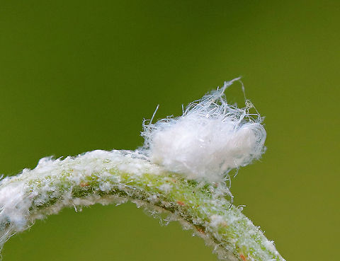 Woolly Aphid - Subfamily Eriosomatinae These tiny aphids look like white fuzz balls! They were approximately 3-5mm in length and were completely covered in waxy, white filaments. The waxy filaments give this intriguing pest a fluffy appearance, as though they were covered in wool, hence their common name. The waxy filaments serve two purposes - they deter predators and reduce friction. Woolly aphids are definite pests. As they feed, they inject saliva into their host plant which helps them digest the sap. This predigested sap is then sucked up by the aphid. They will feed on leaves, buds, twigs, and bark and can cause curled leaves, yellowed foliage, and poor plant growth. In addition, they secrete a sticky waste product called honeydew.  A coating of honeydew can often be found on and beneath infested trees. As a result, sooty mold fungus will sometimes grow on the honeydew.
 Woolly aphids have a very complex life cycle! Almost all woolly aphids alternate feeding between two host plants and depend on those plants for their life cycle. The primary host plant is the plant that they lay eggs on to overwinter. Female aphids hatch from the eggs during the spring and immediately start producing live offspring without mating. These aphids are simply clones of the original aphids. After 1-2 generations on the primary host, the new aphids develop wings when they reach adulthood. The winged females will then fly to a secondary host plant where they begin feeding and producing additional generations. Most of their growing season is spent on their secondary host. Each female will produce hundreds of clonal offspring even though their average lifespan from birth to adulthood is only about one month. During late summer/early fall, a new generation of winged females is produced on the secondary hosts, which then fly back to the primary host. These winged females produce clones that are both male and female. These aphids then mate with each other. The eggs from this generation will overwinter and start the cycle again in the spring.  Eriosomatinae,Geotagged,Spring,Subfamily Eriosomatinae,United States,Woolly Aphid,aphid