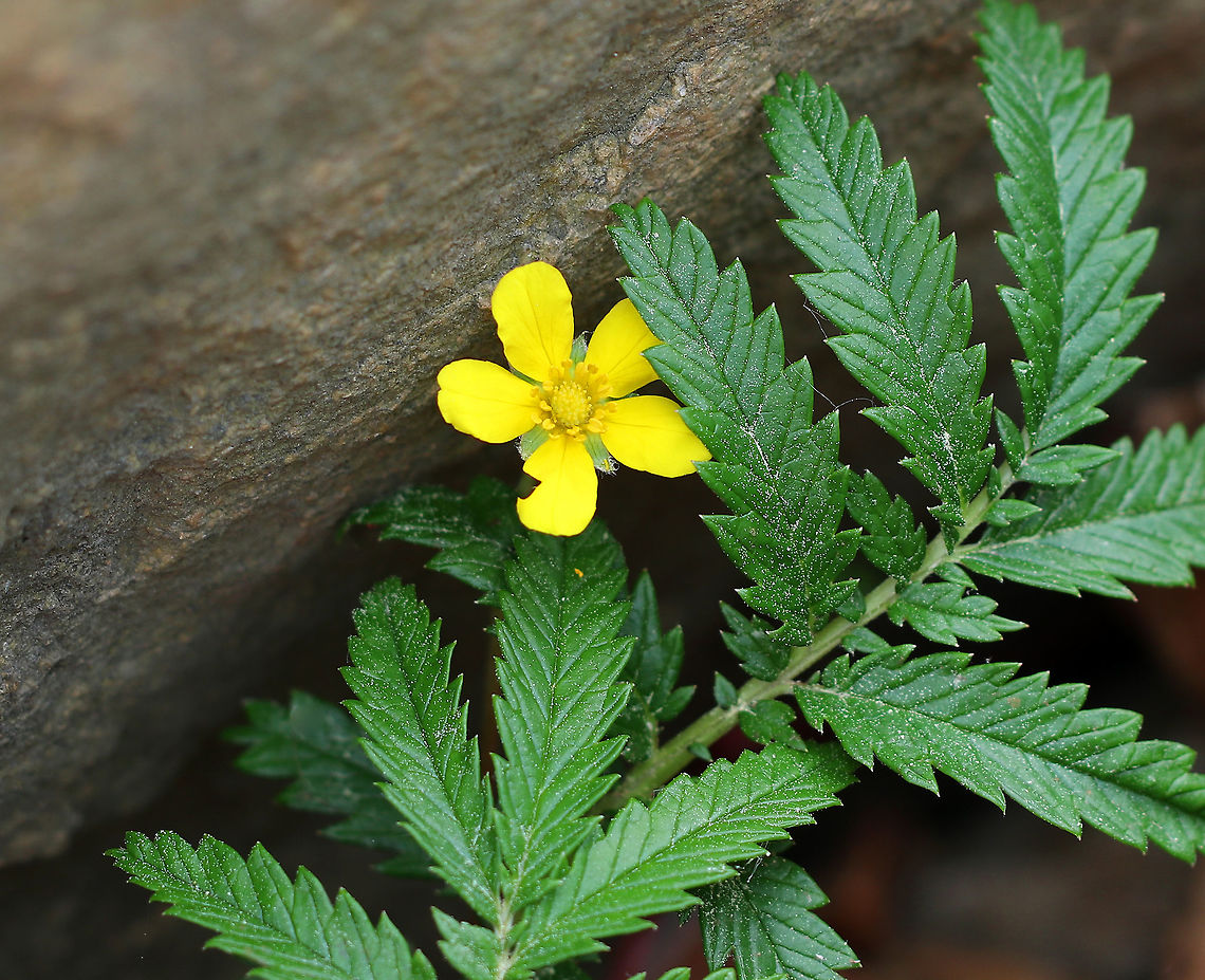 Silverweed - Potentilla anserina Yellow flowers were about 2 cm wide with 5 blunt petals, numerous stamens and pistils.  The leaves were 30 cm long, pinnately compound and divided into numerous, sharply toothed leaflets.<br />
<br />
They were growing along the coastline and in between rocks in southern Maine. Argentina anserina,Geotagged,Potentilla,Potentilla anserina,Silverweed cinquefoil,Spring,United States,silverweed