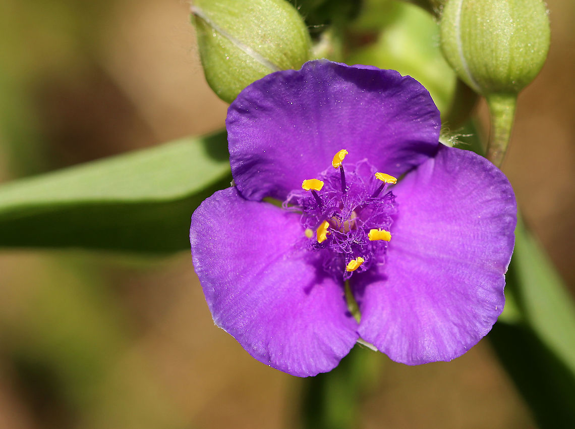 Virginia Spiderwort - Tradescantia virginiana Violet flowers with 3 large petals. Yellow, hairy stamens in a terminal cluster above long, narrow leaf-like bracts. Leaves are long and folded lengthwise, forming a channel.<br />
<br />
The flowers of this plant only open in the morning, after which the petals then wilt and turn into a jelly-like fluid. The hairs on the stamens consist of a chain of thin-walled cells, which are interesting to examine under a microscope because the flowing cytoplasm and nucleus can easily be seen. <br />
<br />
Spotted in a large, sandy meadow. Geotagged,Spring,Tradescantia virginiana,United States,Virginia Spiderwort,Virginia spiderwort,flower,purple,purple flower,spiderwort
