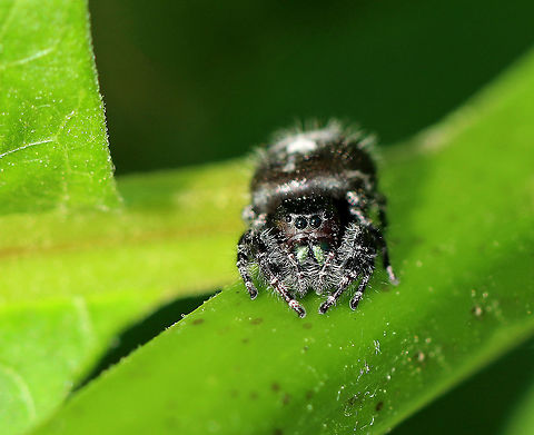 Daring Jumping Spider - Phidippus audax Large-ish (15-20 mm), black, hairy jumping spider. It had green, iridescent chelicerae and a black body with 3 white spots on the dorsal side of the abdomen.  

Spotted on milkweed in a large meadow.

https://www.jungledragon.com/image/62478/daring_jumping_spider_-_phidippus_audax.html Daring Jumping Spider,Geotagged,Phidippus,Phidippus audax,Spring,United States,bold jumper,jumping spider,spider