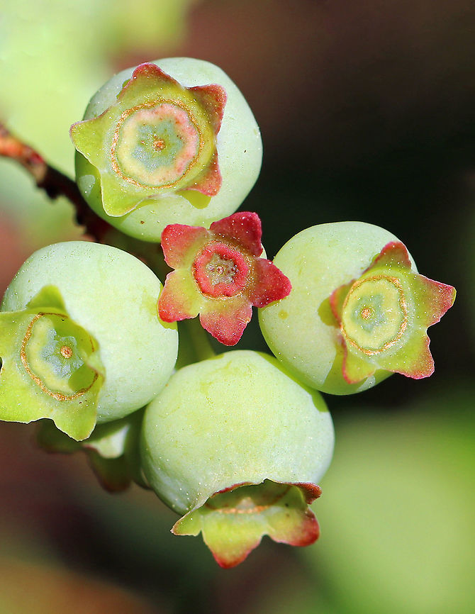 Northern Highbush Blueberry - Vaccinium corymbosum Another few weeks, and they will be ripe!<br />
<br />
Northern Highbush Blueberry is a deciduous shrub that grows 6–12 feet tall. The dark glossy leaves are elliptical; the flowers are white, long, and bell-shaped; and the fruit is a small blue-black berry that will ripen during July-August in the northeastern US. It is a significantly important food crop. I found this bush growing wild in an area bordering a meadow and a river. Geotagged,Northern highbush blueberry,Spring,United States,Vaccinium,Vaccinium corymbosum,berries,blueberries,blueberry,northern highbush blueberry