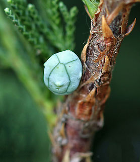 Eastern Red Cedar - Juniperus virginiana A fleshy pale greenish-blue cone with a white coating. These fruits only occur on the female plants.

Interestingly, Cedar waxwings are very fond of these fruits. It only takes 12 minutes for them to digest the seeds, and seeds that are consumed by these bird have levels of germination roughly three times higher than those of seeds that the birds did not eat.  Baton rouge,Carolina cedar,Eastern Red-cedar,Eastern red cedar,Eastern redcedar,Geotagged,Juniperus virginiana,Pencil cedar,Red juniper,Red savin,Spring,United States,Virginia juniper