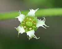 Common Alumroot - Heuchera americana A hairy stalk bearing yellowish-green, bell-shaped, drooping flowers. The flowers are about 5 mm long with 5 small petals, 5 stamens with orange anthers, and 1 pistil. The leaves are 7-10 cm wide, basal, and heart-shaped.<br />
<br />
Spotted growing on shady slopes in a deciduous forest.<br />
<br />
https://www.jungledragon.com/image/62460/common_alumroot_-_heuchera_americana.html Geotagged,Heuchera,Heuchera americana,Spring,United States,alumroot,common alum-root,common alumroot,heuchera americana