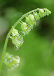 Common Alumroot - Heuchera americana A hairy stalk bearing yellowish-green, bell-shaped, drooping flowers. The flowers are about 5 mm long with 5 small petals, 5 stamens with orange anthers, and 1 pistil. The leaves are 7-10 cm wide, basal, and heart-shaped.<br />
<br />
 Spotted growing on shady slopes in a deciduous forest. <br />
<br />
https://www.jungledragon.com/image/62459/common_alumroot_-_heuchera_americana.html Common Alumroot,Geotagged,Heuchera americana,Spring,United States,alumroot,heuchera americana