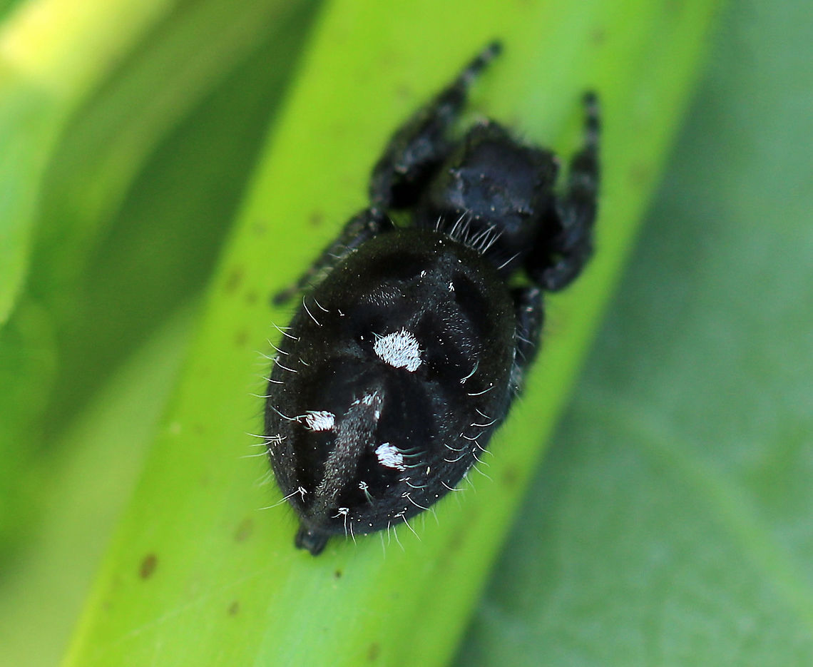 Daring Jumping Spider - Phidippus audax Large-ish (15-20 mm), black, hairy jumping spider. It had green, iridescent chelicerae and a black body with 3 white spots on the dorsal side of the abdomen. <br />
<br />
 Spotted on milkweed in a large meadow. <br />
<br />
<figure class="photo"><a href="https://www.jungledragon.com/image/62453/daring_jumping_spider_-_phidippus_audax.html" title="Daring Jumping Spider - Phidippus audax"><img src="https://s3.amazonaws.com/media.jungledragon.com/images/3232/62453_thumb.jpg?AWSAccessKeyId=05GMT0V3GWVNE7GGM1R2&Expires=1759968010&Signature=SfX1eYLxwejjGPCZOW8iLL96Vgo%3D" width="200" height="164" alt="Daring Jumping Spider - Phidippus audax Large-ish (15-20 mm), black, hairy jumping spider. It had green, iridescent chelicerae and a black body with 3 white spots on the dorsal side of the abdomen.  <br />
<br />
Spotted on milkweed in a large meadow.<br />
<br />
https://www.jungledragon.com/image/62478/daring_jumping_spider_-_phidippus_audax.html Daring Jumping Spider,Geotagged,Phidippus,Phidippus audax,Spring,United States,bold jumper,jumping spider,spider" /></a></figure> Daring Jumping Spider,Daring jumping spider,Geotagged,Phidippus,Phidippus audax,Spring,United States,jumping spider,spider