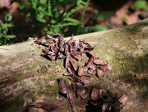 Squirrel Midden A squirrel midden is basically the mess of leftovers that squirrels leave after eating.  These piles accumulate in the squirrel's favorite eating spots - such as on a stump, underneath a branch, etc.  The midden usually consists of spruce and pine cone bits (the squirrels eat the seeds and leave the other bits).

This is likely the midden of the American Red Squirrel (Tamiasciurus hudsonicus).  I found the midden on a rotting log in a mostly coniferous forest.

  American red squirrel,American red squirrel midden,Geotagged,Spring,Tamiasciurus,Tamiasciurus hudsonicus,United States,midden,red squirrel,red squirrel midden,signs of wildlife,squirrel midden