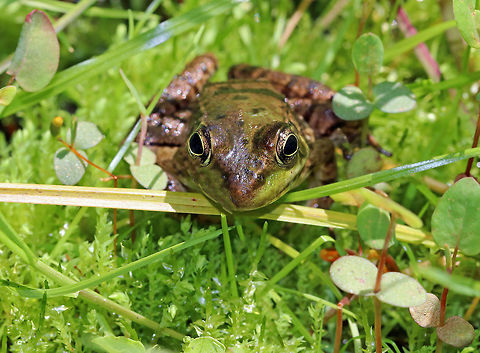 Green Frog - Lithobates clamitans This small green frog was well hidden among moss and vegetation in a bog. It looked like the perfect spot to rest on a hot day. Geotagged,Green frog,Lithobates clamitans,Spring,United States,frog