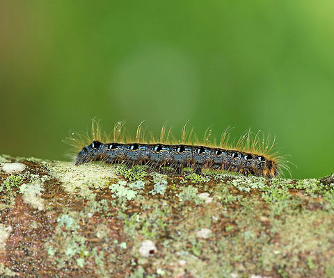 Eastern Tent Caterpillar - Malacosoma americanum Distinguished from Malacosoma disstria by a solid cream stripe along the dorsum. Sides of the body are marked with blue, black, orange, and white. 

Spotted on hornbeam in a swampy, mixed forest.

https://www.jungledragon.com/image/62488/eastern_tent_caterpillar_-_malacosoma_americanum.html Eastern tent caterpillar,Geotagged,Malacosoma americanum,Spring,United States,caterpillar,moth week 2018,tent caterpillar