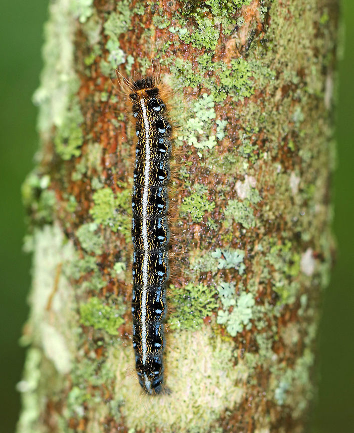 Eastern Tent Caterpillar - Malacosoma americanum Distinguished from Malacosoma disstria by a solid cream stripe along the dorsum. Sides of the body are marked with blue, black, orange, and white. <br />
<br />
Spotted on hornbeam in a swampy, mixed forest. <br />
<br />
<figure class="photo"><a href="https://www.jungledragon.com/image/62487/eastern_tent_caterpillar_-_malacosoma_americanum.html" title="Eastern Tent Caterpillar - Malacosoma americanum"><img src="https://s3.amazonaws.com/media.jungledragon.com/images/3232/62487_thumb.jpg?AWSAccessKeyId=05GMT0V3GWVNE7GGM1R2&Expires=1769040010&Signature=b%2BMlTBdgufSqvawZ3TumBEAhRfY%3D" width="200" height="168" alt="Eastern Tent Caterpillar - Malacosoma americanum Distinguished from Malacosoma disstria by a solid cream stripe along the dorsum. Sides of the body are marked with blue, black, orange, and white. <br />
<br />
Spotted on hornbeam in a swampy, mixed forest.<br />
<br />
https://www.jungledragon.com/image/62488/eastern_tent_caterpillar_-_malacosoma_americanum.html Eastern tent caterpillar,Geotagged,Malacosoma americanum,Spring,United States,caterpillar,moth week 2018,tent caterpillar" /></a></figure> Eastern tent caterpillar,Geotagged,Malacosoma americanum,Spring,United States