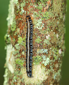 Eastern Tent Caterpillar - Malacosoma americanum Distinguished from Malacosoma disstria by a solid cream stripe along the dorsum. Sides of the body are marked with blue, black, orange, and white. 

Spotted on hornbeam in a swampy, mixed forest. 

https://www.jungledragon.com/image/62487/eastern_tent_caterpillar_-_malacosoma_americanum.html Eastern tent caterpillar,Geotagged,Malacosoma americanum,Spring,United States
