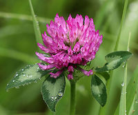 Red Clover - Trifolium pratense Dense, rounded heads of magenta pea flowers on an erect, hairy stem bearing leaves divided into 3 oval leaflets.<br />
<br />
Growing in a woodland meadow.<br />
<br />
https://www.jungledragon.com/image/62493/red_clover_-_trifolium_pratense.html Geotagged,Red clover,Spring,Trifolium pratense,United States,clover