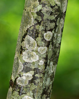 American Hornbeam - Carpinus caroliniana Smooth gray bark with vertical ridges and a fluted base. Alternate, oblong leaves with a serrated leaf margin.

Growing in a swampy, mixed forest.

https://www.jungledragon.com/image/62492/american_hornbeam_-_carpinus_caroliniana.html Carpinus,Carpinus caroliniana,Geotagged,Spring,United States,american hornbeam,caroliniana,carpinus caroliniana,hornbeam